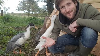 Indian Runner Ducks & Homemade Duck House