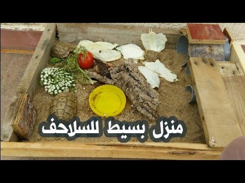 أعددت منزلا بسيطا وصغيرا للسلحفاة .. كيف تعد منزل للسلحفاة بما هو متوفر ...