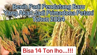 Benih Padi Pendatang Baru Yang Akan Jadi Primadona Karena Produksi Yang Tinggi