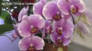 видео: Ветвистые цветоносы орхидей и пышное цветение в домашних условиях  Это реально!!! картинка: Ветвистые цветоносы орхидей и пышное цветение в домашних условиях  Это реально!!!