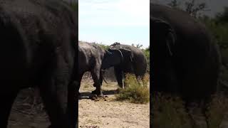 Battling Elephants! - Raw footage of Elephant Fight! Hear the roar!