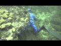 Spearfishing in Miami, shallows.