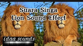 Suara Singa Lapar No Copyright | Lion Sound Effect