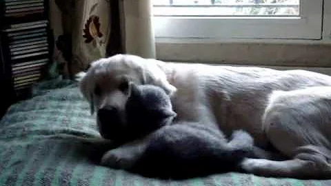 Watch the video about My dog and my cat are perfect friends