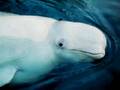 Baby beluga