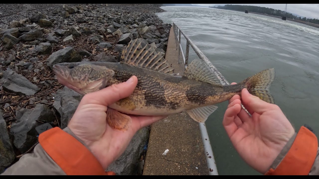 Sauger Fishing - Catching Sauger and Bass At Guntersville Dam 