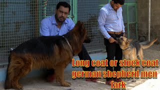 Difference between long coat and short coat German shepherd (Asad Brohi vlog)