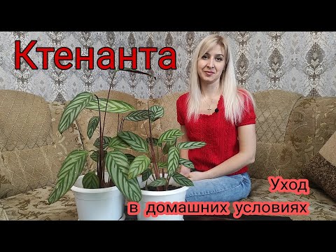 Ктенанта. Уход и размножение в домашних условиях. Неприхотливый сад