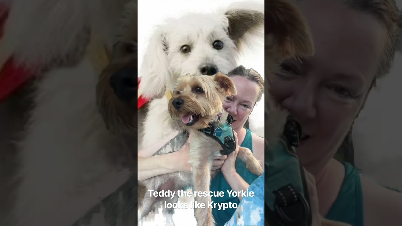 #yorkie #dogrescue #yorkiesofyoutube #dogs #superman #supergirl #cruise