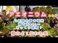【多肉植物】冬のアエオニウム・四季の管理や困った事