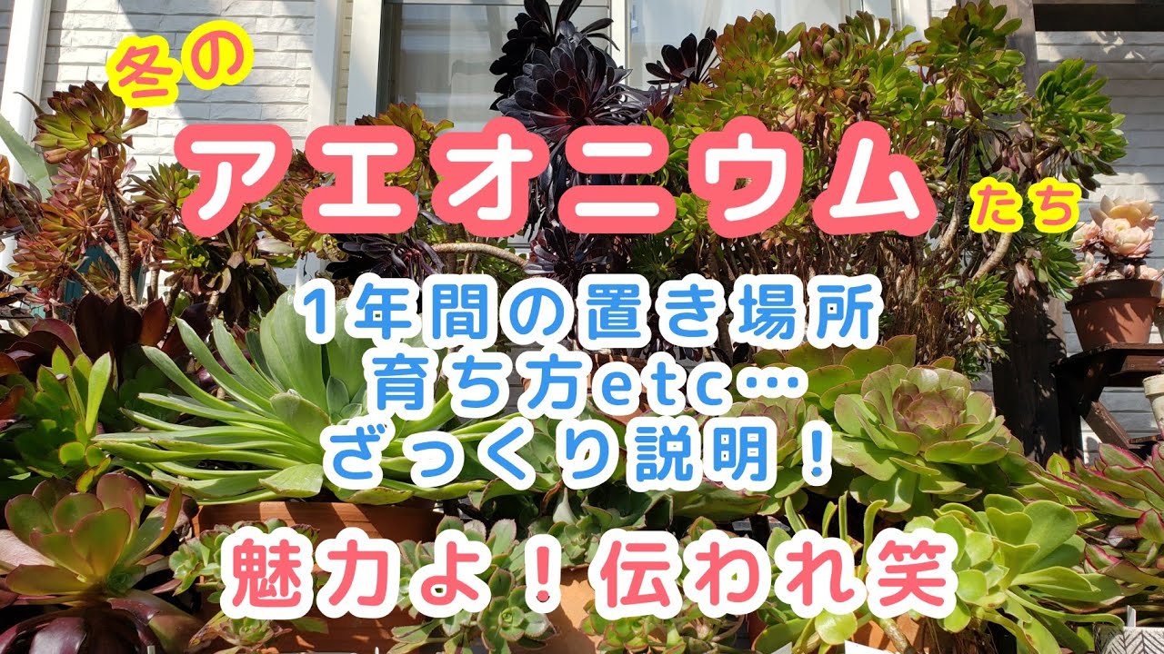 【多肉植物】冬のアエオニウム・四季の管理や困った事