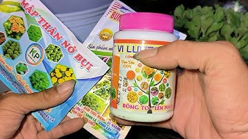 Cách trồng cúc mâm xôi Tết 2024 phần 11 - cập nhật 7/8 Âm lịch