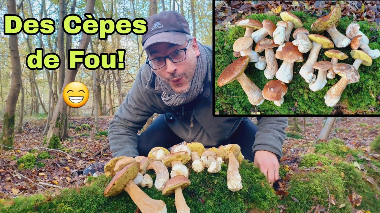 Incroyable Cueillette De Cèpes !! 15 Novembre 2023