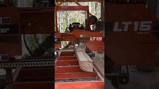 Sawing 10th board from a nice poplar 4/15/23