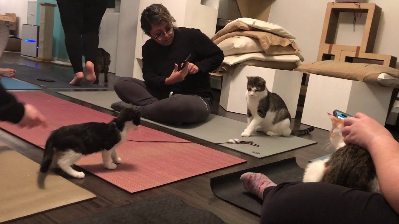 Yoga and Kitties at Meow Parlour in NYC YouTube