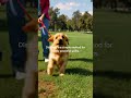 The #1 Mistake That Worsens Leash Pulling.