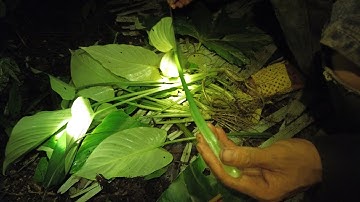 LÁ CHUA NẤU BON | SỐNG GIỮA ĐẠI NGÀN | TẬP 15