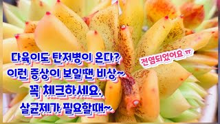 다육이도 탄저병이 온다? 이런 증상이 보일땐 비상~ 꼭 체크하세요. 살균제가 필요한 시기