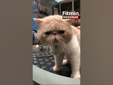 Exotic Shorthair муурны үүлдэр - YouTube