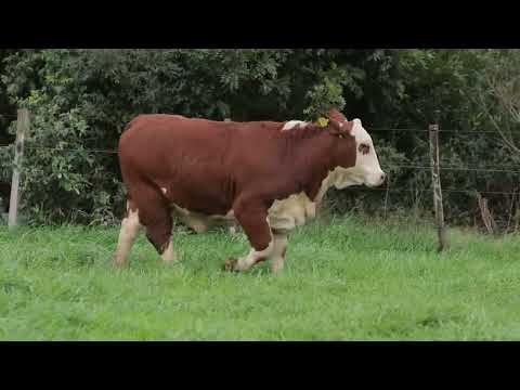 LOTE 04A - FIV 173