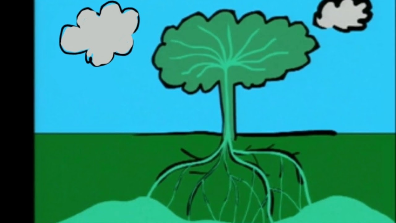 Waarom vallen de blaadjes van de bomen? - YouTube