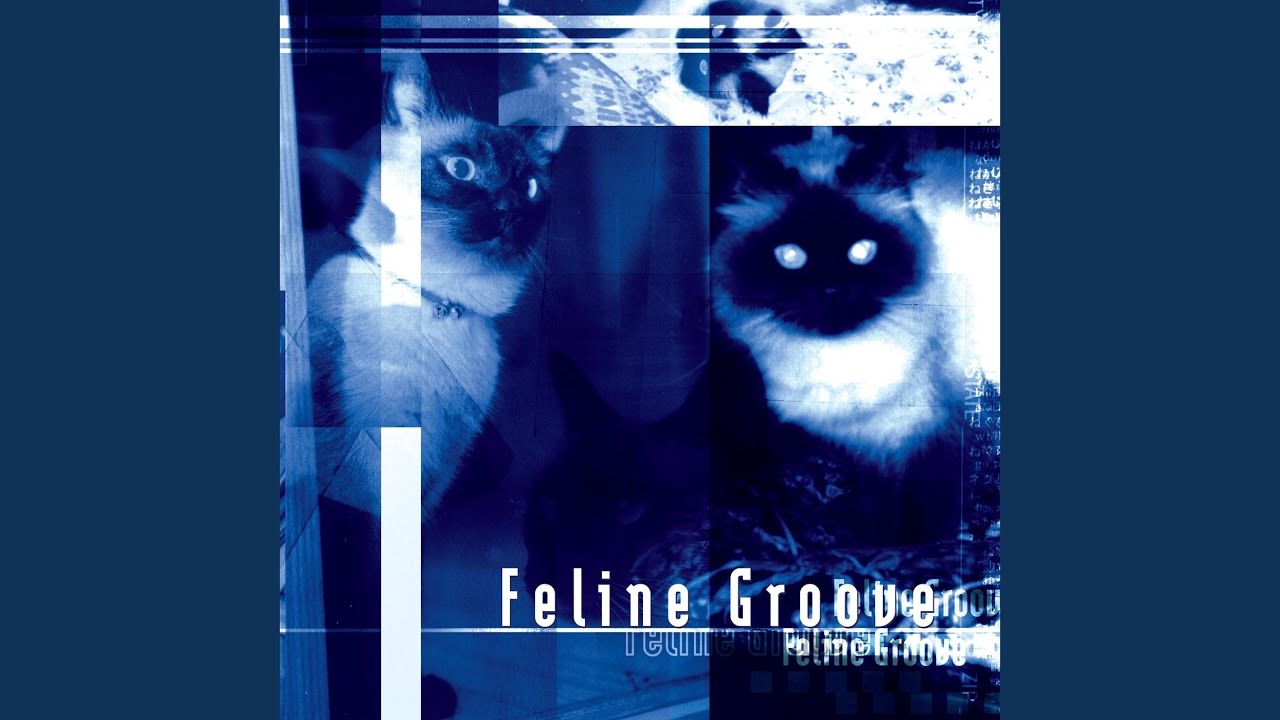 Guarda Feline... su YouTube Guarda Feline... su YouTube
