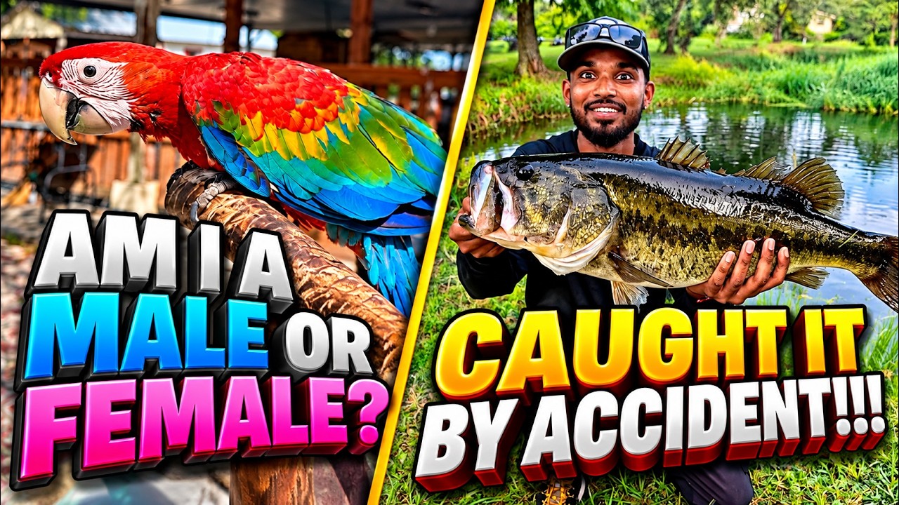 Mango Gender Reveal & Backyard Fishing