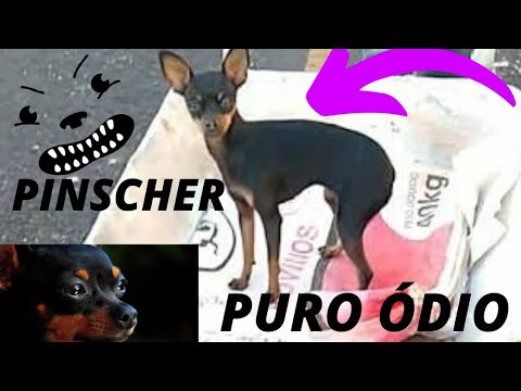Pinscher puro ódio - YouTube