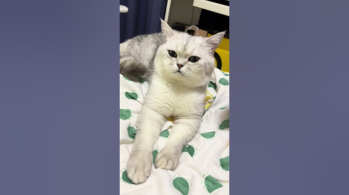 #邪恶银渐层#这小猫谁养谁不迷糊啊 #猫咪的不服全写在脸上 #这种反骨猫是谁在养 #傻猫的日常 #我的大脸猫 #喵哥是萌新