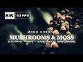 Forest Ambient: Mushrooms and Moss 8K (30 Mins) - Relaxing Nature Screensaver | Mono Chrono