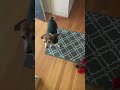 Calvin and Lucy waiting for treats