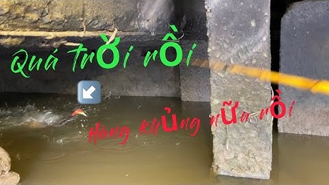 Câu cá rô đồng, không ngờ hôm nay lại bị gãy cần với tụi này | Miền quê Tiền Giang