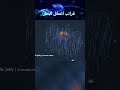 غرائب اعماق البحار سبحان الله 