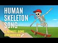 Human Skeleton Song : 3-Minute Bone Breakdown 🦴