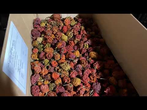Video: Storing Dehydrated Fruit From Gardens - Qhia Kom Qhuav Txiv Hmab Txiv Ntoo Hauv Tsev