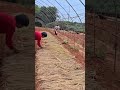 covering the land with straw where vegetable seeds have been sown#shortvideo