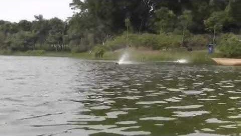 Joysway RC Mad shark F1 & Super mono X with self-righting