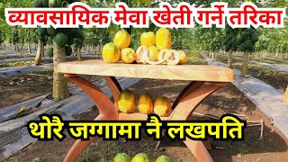 मेवा खेती गर्ने तरिका || Papaya farming in Nepal