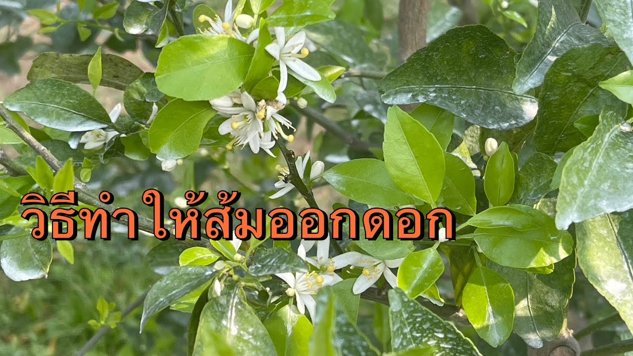 Как заставить апельсины цвести. После использования этого метода апельсины медового сорта цветут ...