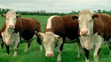 ¿Qué país tiene la carne de vacuno más sabrosa?