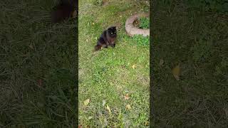 дворовые котики #уголек