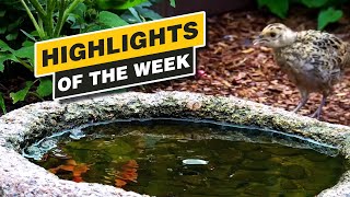 Highlights Of The Week - July 2024 - Week 28