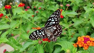 Most Common Butterflies found in Bangladesh 🦋🌼