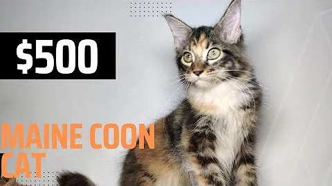 Video 11767891: maine coon cat breed, mainecoon cat