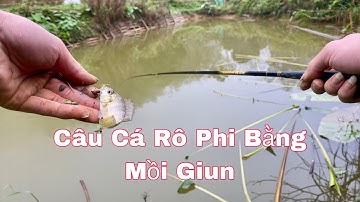 Cách Móc Mồi Giun Câu Cá Rô Phi Cực Kỳ Hiệu Quả - Hạnh Fishing