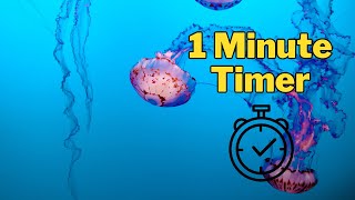 1 Minute Timer | Jellyfish