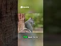 Sony A7IV & 70 200 GM II Wildlife Photography Masterclass