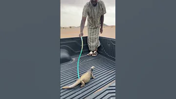 مواجهة مع ديناصور 