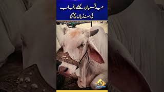 Eid-Ul-Adha 2023 | Beautiful Cow, Camel, Goat Decoration For Sacrificing Festival In Pakistan