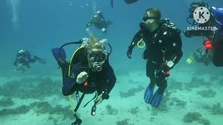 Salem Diving Team In Dolphins House